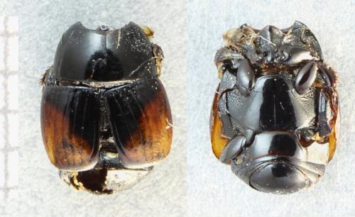 Atholus bimaculatus